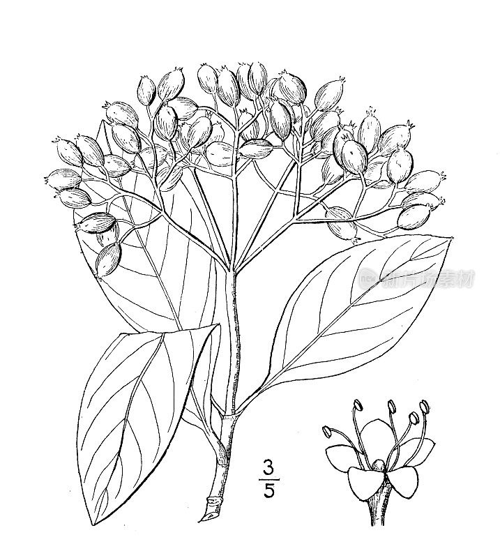 古植物学植物插图:Viburnum nuum，较大的白杆